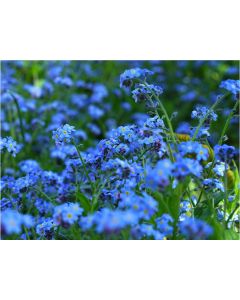 TfT - Greeting Card Forget me not