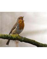 TfT - Greeting Card Robin Singing