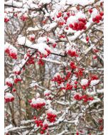 TfT - Greeting Card Berries in the snow_cover
